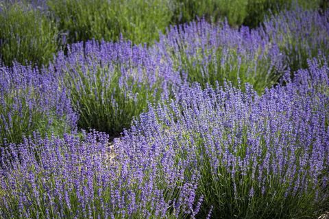 Blooming Lavender Fields with Lush Purple Blossoms