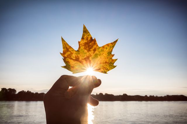 Hand holding a maple leaf against a serene sunset by a river with sun rays filtering through. Perfect for use in nature-themed campaigns, eco-friendly promotions, autumn or seasonal themes, and advertisements highlighting tranquility and natural beauty.
