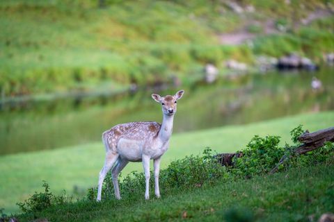 Fallow Deer Standing on Lush Meadow Near Calm Pond at Dusk