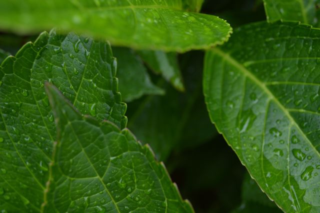 Close-Up of Rain-Soaked Green Leaves - Download Free Stock Photos Pikwizard.com