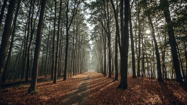 Tranquil Forest Pathway with Sunlit Canopy and Autumn Leaves