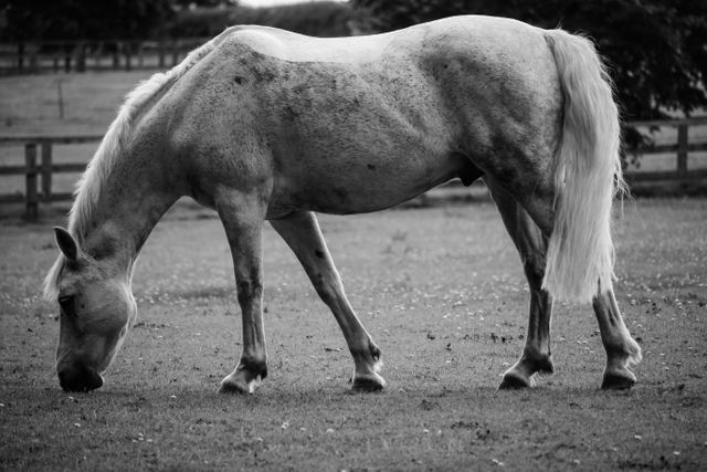 This serene scene features a white horse grazing in a rural area, captured in black and white. Suitable for use in country life promotions, animal care materials, farm brochures, and websites about equestrian lifestyles, this image highlights the gentle and calming presence of horses in the countryside.