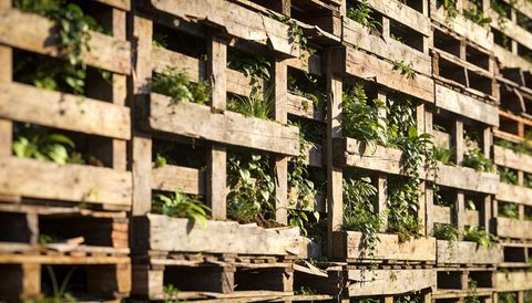 Rustic pallet planter vertical garden with cascading vines and reclaimed wood texture