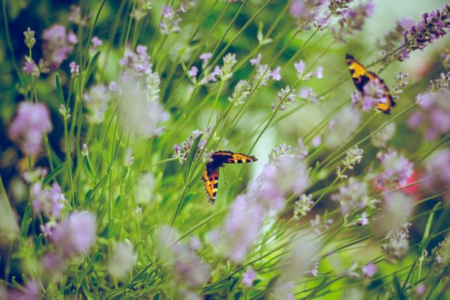 This image showcases butterflies flying amidst blooming lavender flowers in a garden, creating a vibrant and picturesque summer meadow scene. Perfect for use in nature-related content, gardening blogs, environmental campaigns, leisure promotions, and decorative purposes.