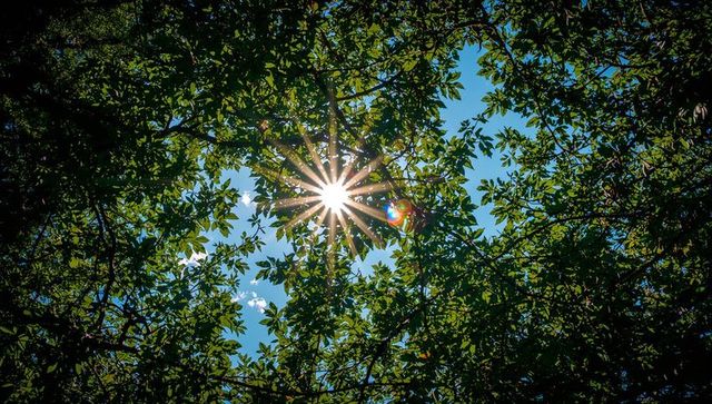 Sunburst Piercing Green Canopy Radiant Sun Rays Filtering through Summer Leaves