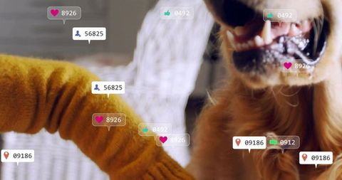 Petting golden dog muzzle with mustard knit sleeve, social media overlay engagement icons