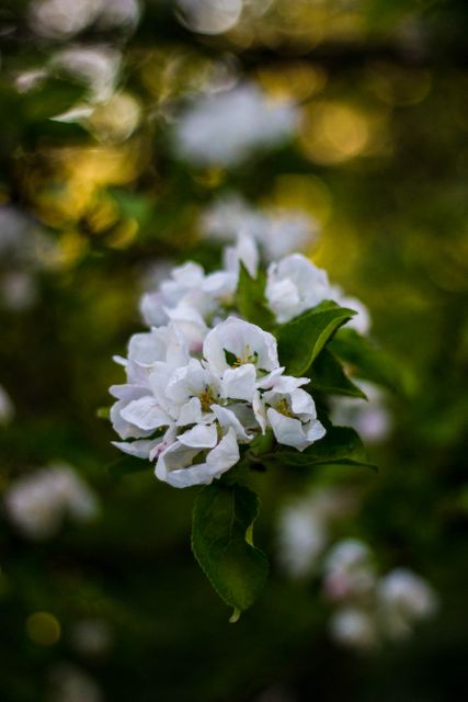 This image shows close-up white apple blossoms illuminated by soft evening sunlight. The floral composition creates a serene and peaceful atmosphere, perfect for nature-themed articles, gardening blogs, greeting cards, or seasonal advertisements focused on spring.