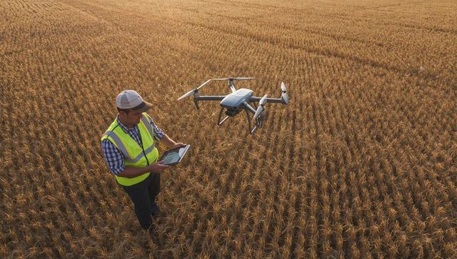 Farm worker navigating quadcopter over wheat fields for crop monitoring