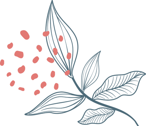 Minimalist botanical illustration with coral accents on transparent background