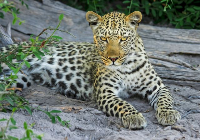 White Yellow and Black Spotted Leopard on Gray Stone during Daytime Near Green Leaves - Download Free Stock Photos Pikwizard.com