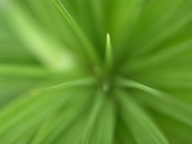 Extremely close view of some plant leaves, resulting in an abstract and fresh feel. Could be used in backgrounds, nature blogs, or articles about plants and greenery.