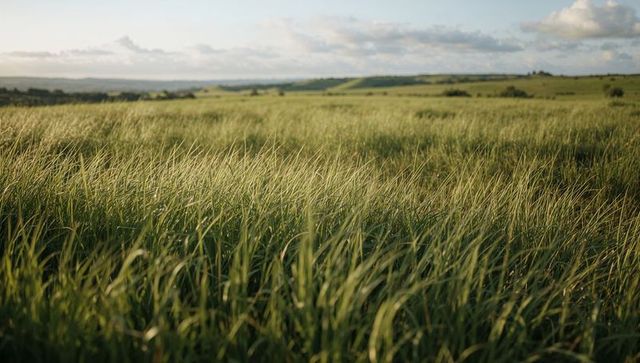 Swaying Meadow Grass Rippling in Breeze Over Rolling Pasture and Sunlit Countryside Horizon