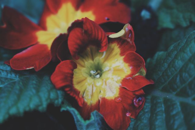 This image captures a close-up view of a vibrant flower with red and yellow petals, surrounded by lush green leaves. Ideal for use in botanical studies, gardening websites, nature-themed blogs, and floral design projects.
