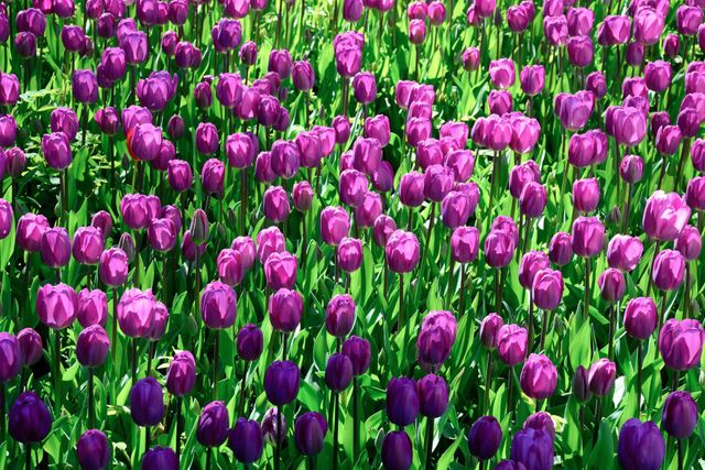 Blooming Purple Tulips in Sunlit Garden - Download Free Stock Photos Pikwizard.com