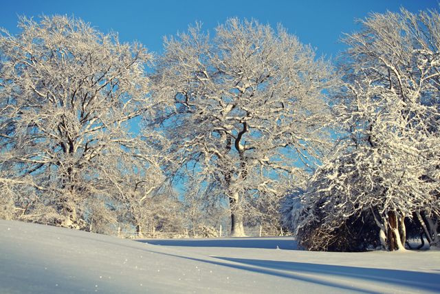 Snow-covered trees standing tall in a winter wonderland beneath a clear blue sky. Ideal for use in articles, blogs, and holiday cards focusing on winter beauty, tranquility, and natural landscapes.