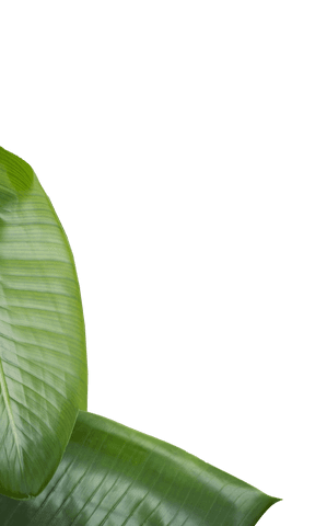 Green leaves vector on transparent background for nature design