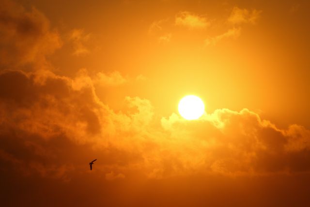 Beautiful view of bird flying in sunset sky. Nature and Ecology concept