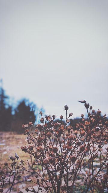 Withered Plant in Winter Scene with Overcast Sky - Download Free Stock Images Pikwizard.com