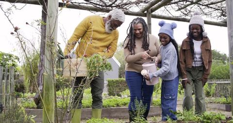 Multigenerational African American Family Gardening Together in Raised Beds on Overcast Day