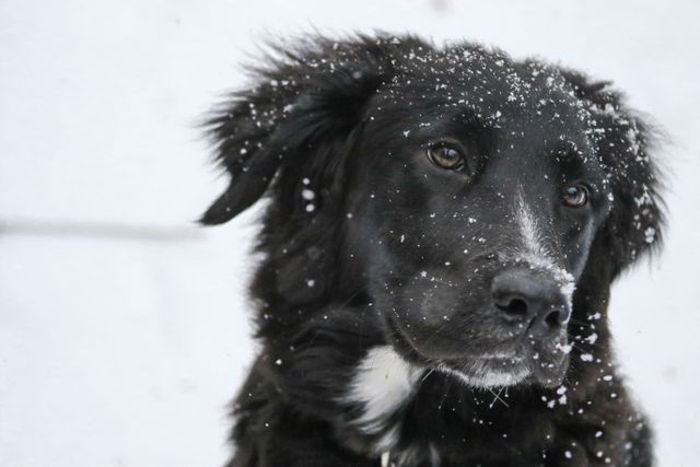 Black dog outdoors enjoying a snowfall, with snowflakes visible on its fur. Ideal for use in winter-themed projects, pet care blogs, or social media posts about dog activities in different seasons.