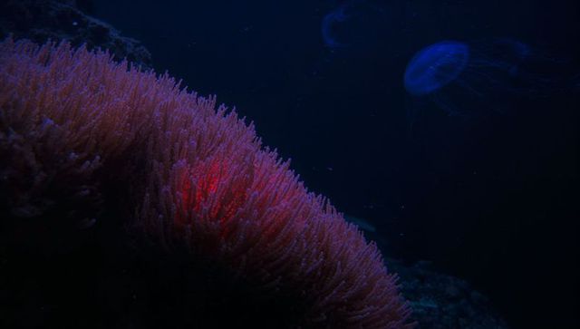 Vibrant underwater reef with glowing coral and jellyfish