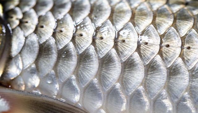 Macro fish scales showing iridescent pearlescent metallic texture and wet highlights