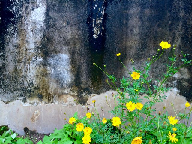Vibrant yellow wildflowers stand out against a rustic, weathered concrete wall, creating a stark contrast between nature and urban decay. The image showcases the resilience and beauty of nature amid neglected spaces. Ideal for use in projects related to nature, urban exploration, contrasts, resilience, and botanical themes. Useful for backgrounds, environmental messages, or artistic purposes.