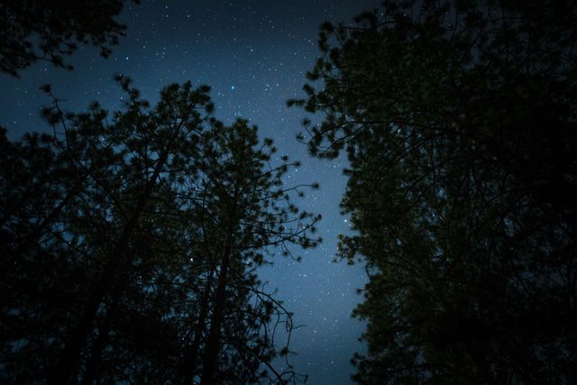 Tall pine trees silhouetted against a dark sky filled with bright stars. Perfect for concepts of nature, tranquility, and the wonder of the night sky. Ideal for use in outdoor adventure content, nature conservancy, or stargazing promotion.