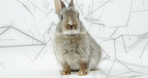 Small grey-brown rabbit sitting facing camera with high-key white backdrop and geometric network ove
