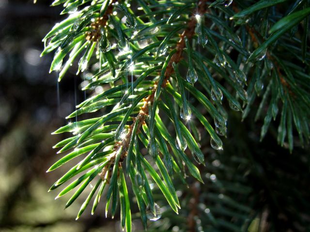 Dewdrops on Pine Branch in Sunlight - Download Free Stock Photos Pikwizard.com