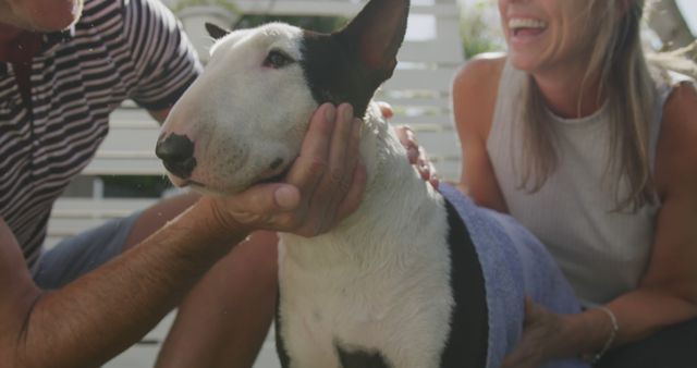Happy couple bathing their black and white bull terrier in a sunny backyard. They are enjoying quality time with their pet, expressing joy and care. Perfect for advertisements about pet care products, lifestyle blogs focusing on pet owners, or articles promoting outdoor activities with pets.