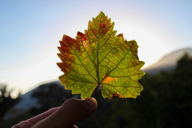 Hand Holding Colorful Autumn Leaf Against Sunrise - Download Free Stock Photos Pikwizard.com
