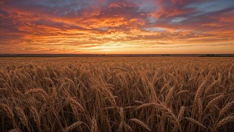 Golden wheat field swaying under vibrant sunset nebraska sky