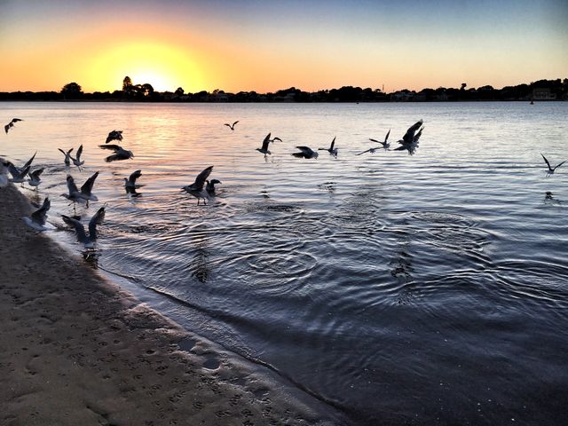 Seagulls soaring at sunrise over peaceful water creates a soothing natural scene. Ideal for promoting relaxation, travel destinations, nature conservation, bird watching tours, or beachside vacations.