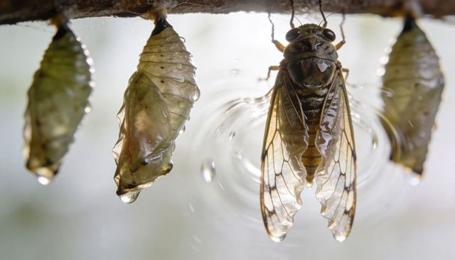 Cicada emerging from exuvia with wet expanding wings, dew droplets, macro nature