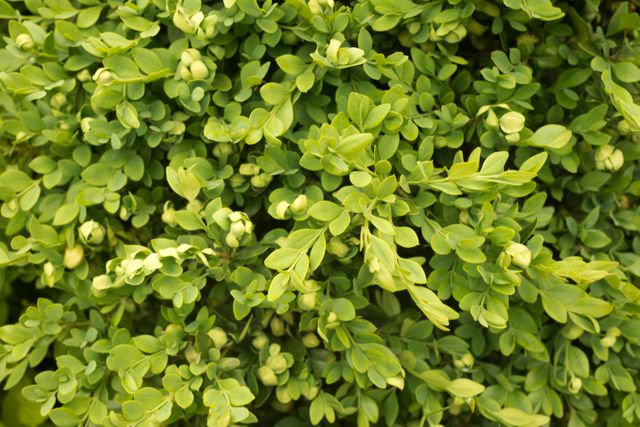 Vibrant boxwood hedge with dense green foliage ideal for garden landscaping, background use in nature-themed projects, outdoor designs, and ornamental plant features. Suitable for promoting gardening tools, landscape architecture concepts, and home garden beautification.
