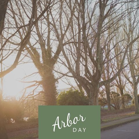 winter trees highlighting arbor day celebration - Download Free Stock Templates Pikwizard.com