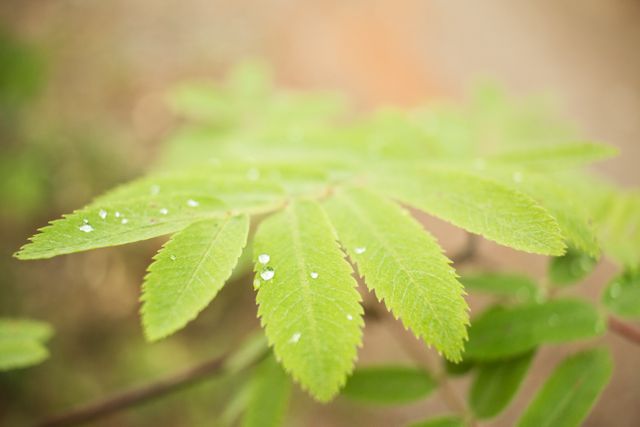 Vibrant green leaves covered in tiny water droplets. Ideal for nature-related themes, environmental projects, and botanical studies. Can be used in websites, blogs, or educational materials to convey freshness and natural beauty.