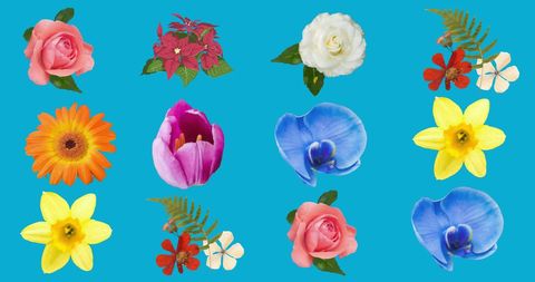 Vibrant Flowers with Hypnotic Motion on Blue Background