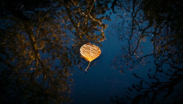 Floating golden leaf creating concentric ripples on dark pond with branch reflections