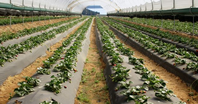 Rows of strawberry plants flourish in a greenhouse, showcasing modern agriculture. Efficient use of space and controlled conditions exemplify advances in farming technology.