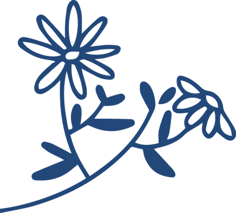 minimalist daisy flowers line art on transparent background - Download Free Stock Videos Pikwizard.com