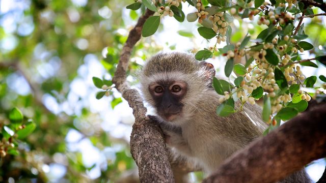 Vervet monkey seen climbing in a tree with green leaves and little white berries. Perfect for use in wildlife documentaries, educational content, nature blogs, and animal behavior analysis. Can also be used to illustrate biodiversity and conservation topics.