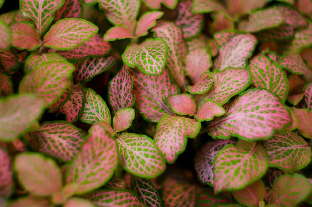 Beautiful close-up of Fittonia plant leaves showcasing pink and green intricate patterns. Perfect for articles on houseplant care, gardening blogs, plant identification guides, or botanical illustrations.