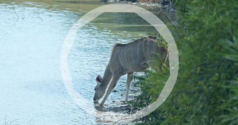 Female kudu drinking at riverbank striped antelope lowering head into waterhole savanna