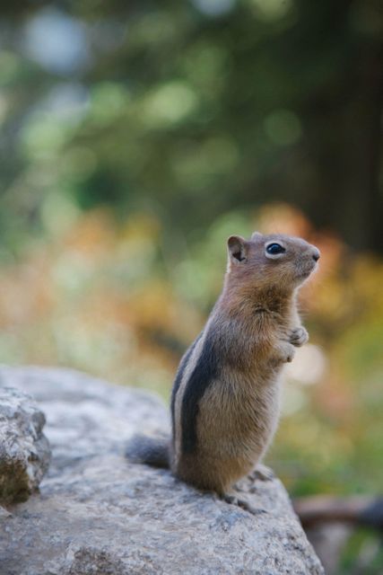 Curious Chipmunk Standing on Rock in Natural Habitat - Download Free Stock Photos Pikwizard.com