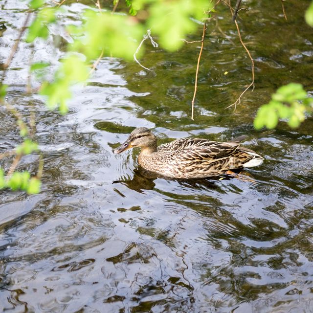 Brown duck swimming in rippling pond with green foliage in the foreground. Ideal for nature and wildlife articles, relaxation and serenity themes, or environmental conservation campaigns.