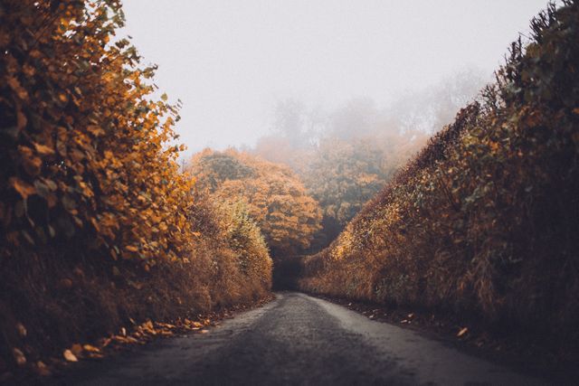 A road runs through a forest with trees decorated in orange fall leaves, all in a misty atmosphere. Ideal for use in travel blogs, seasonal promotions, or nature-related content focusing on autumn scenery. Suitable for backgrounds, wallpapers, and inspirational posts focusing on the beauty of nature.