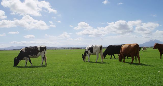 Cows grazing peacefully in a green pasture beneath a bright blue sky dotted with clouds. Ideal for use in articles, advertisements, and brochures about agriculture, livestock farming, rural life, and the dairy industry. Perfect for illustrating themes of natural farming, animal husbandry, and serene rural settings.