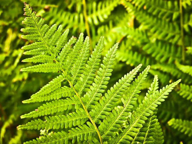 Close-Up of Vibrant Green Fern Leaves in Nature - Download Free Stock Photos Pikwizard.com